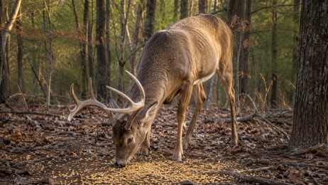 Hunting