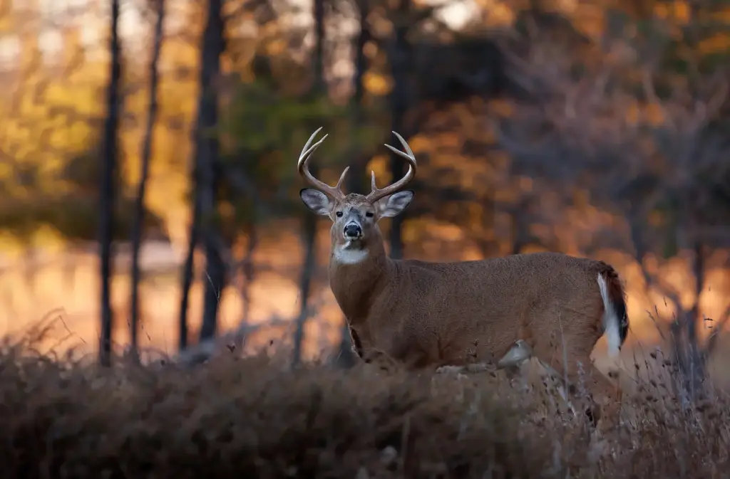 Can Deer Really See UV? Here’s What the Science Actually Says