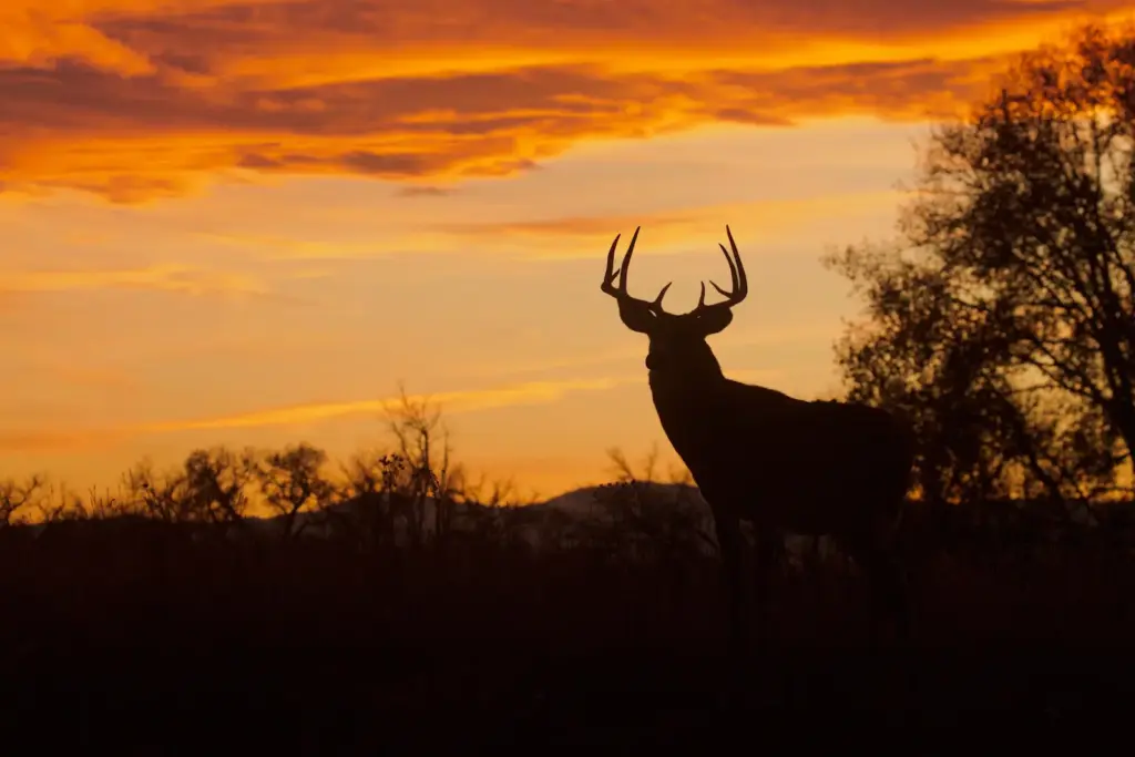 Why Deer See So Well in Low Light: The Anatomy Behind It