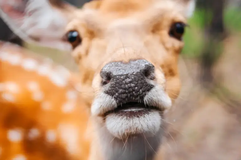 Why Cover Scents Don’t Fool a Deer’s Nose (and What Actually Works)